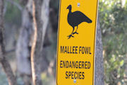 Malleefowl (Leipoa ocellata)